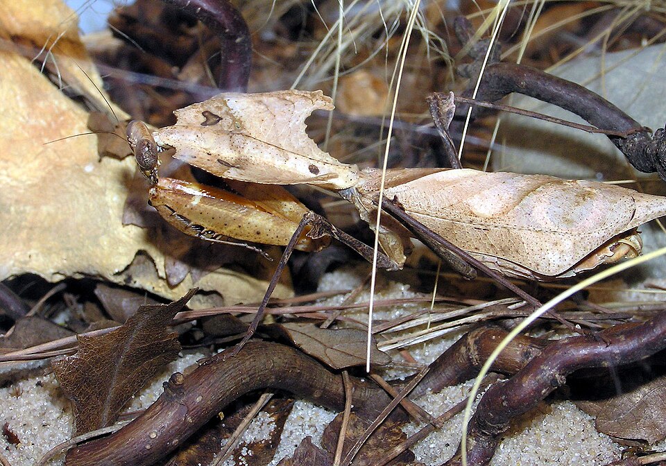 Deroplatys