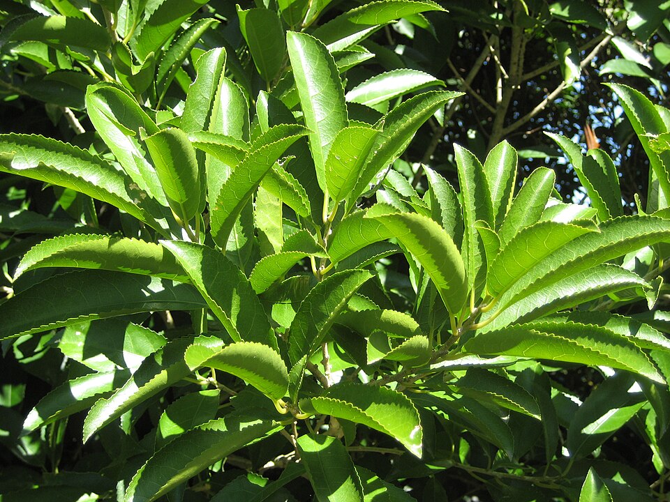 Melicytus