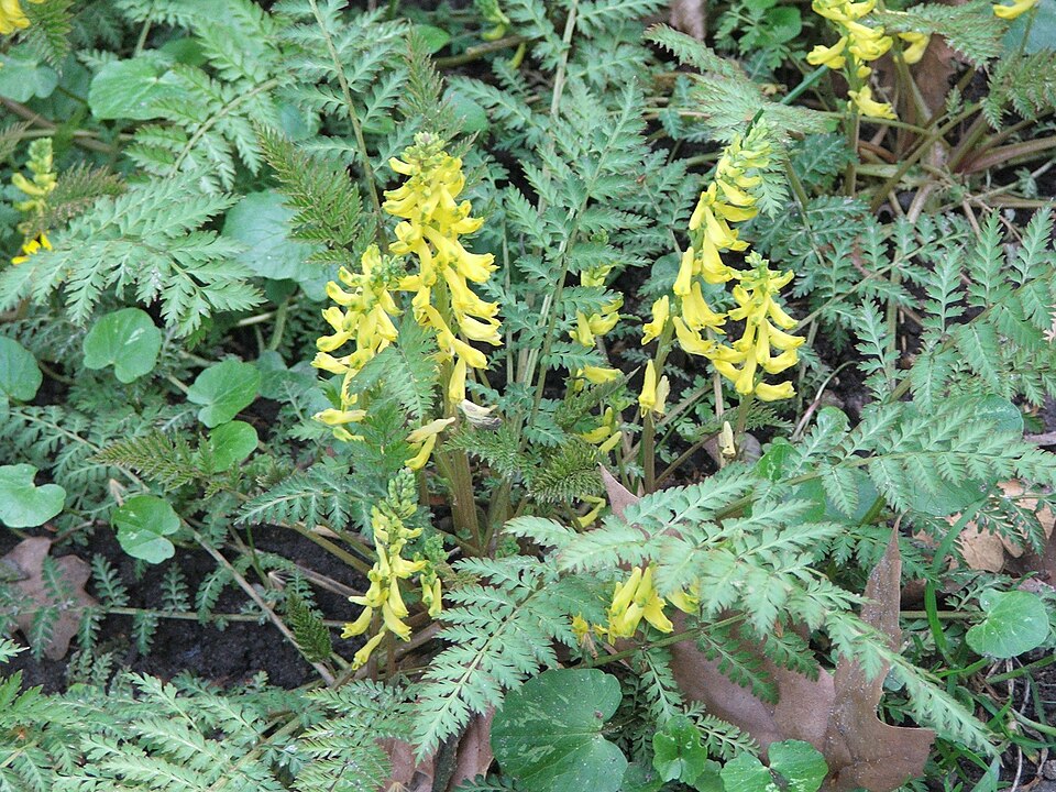 Corydalis cheilanthifolia