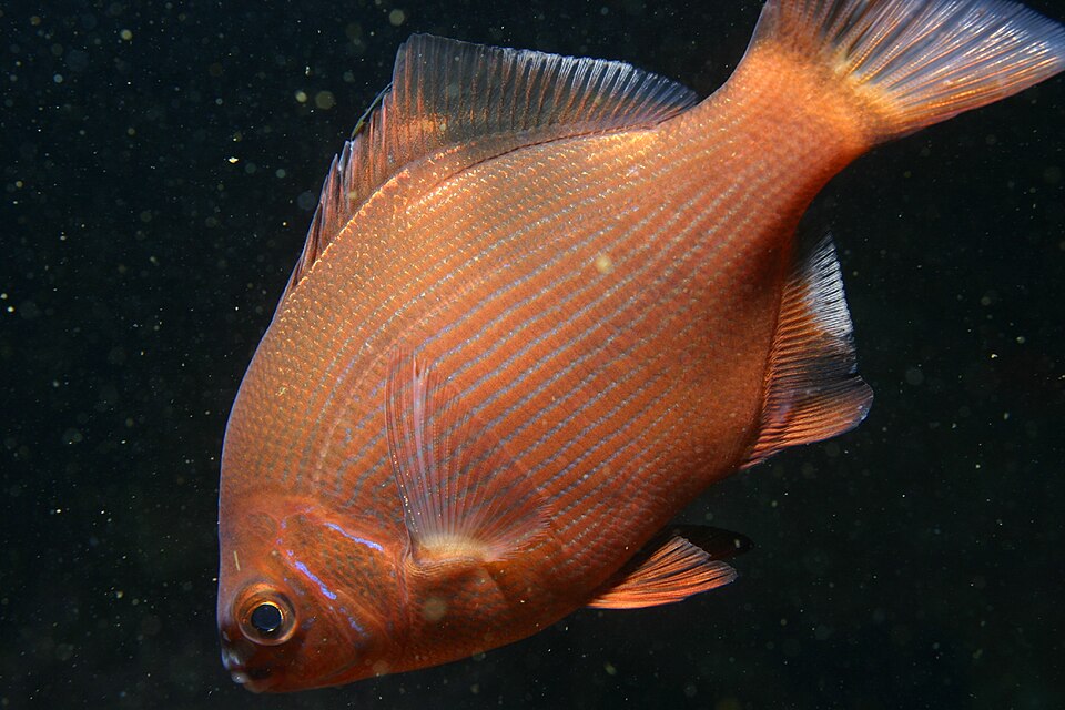 Embiotocidae