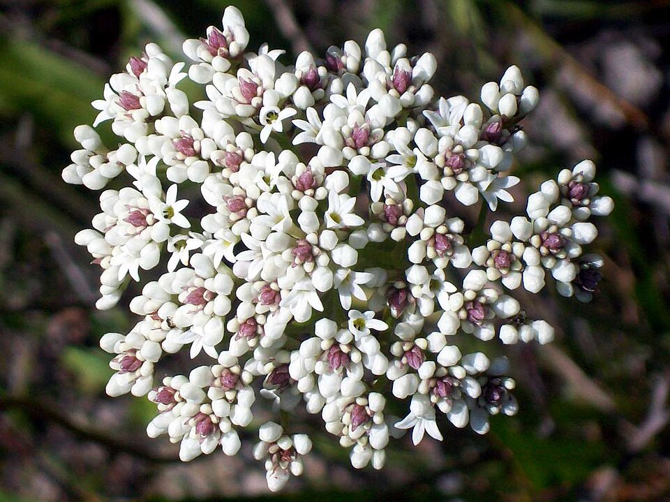 Conospermum longifolium