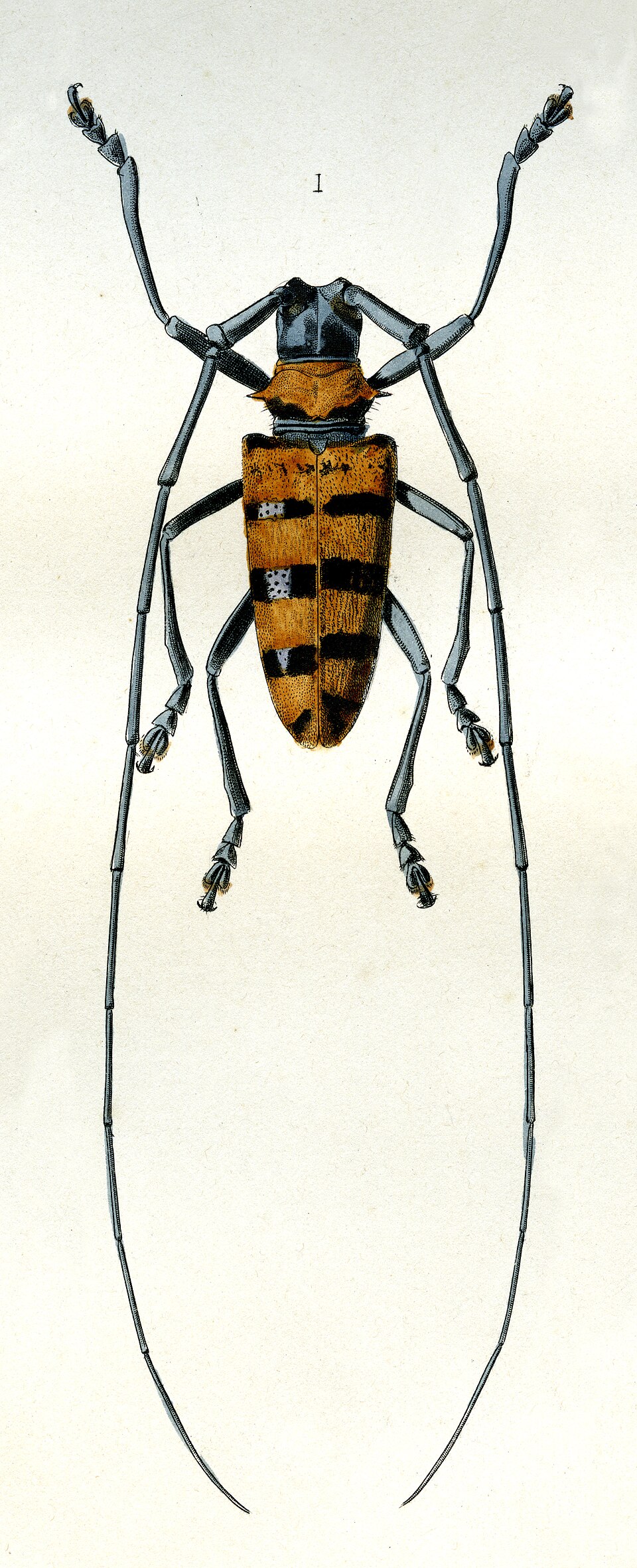 Nemophas