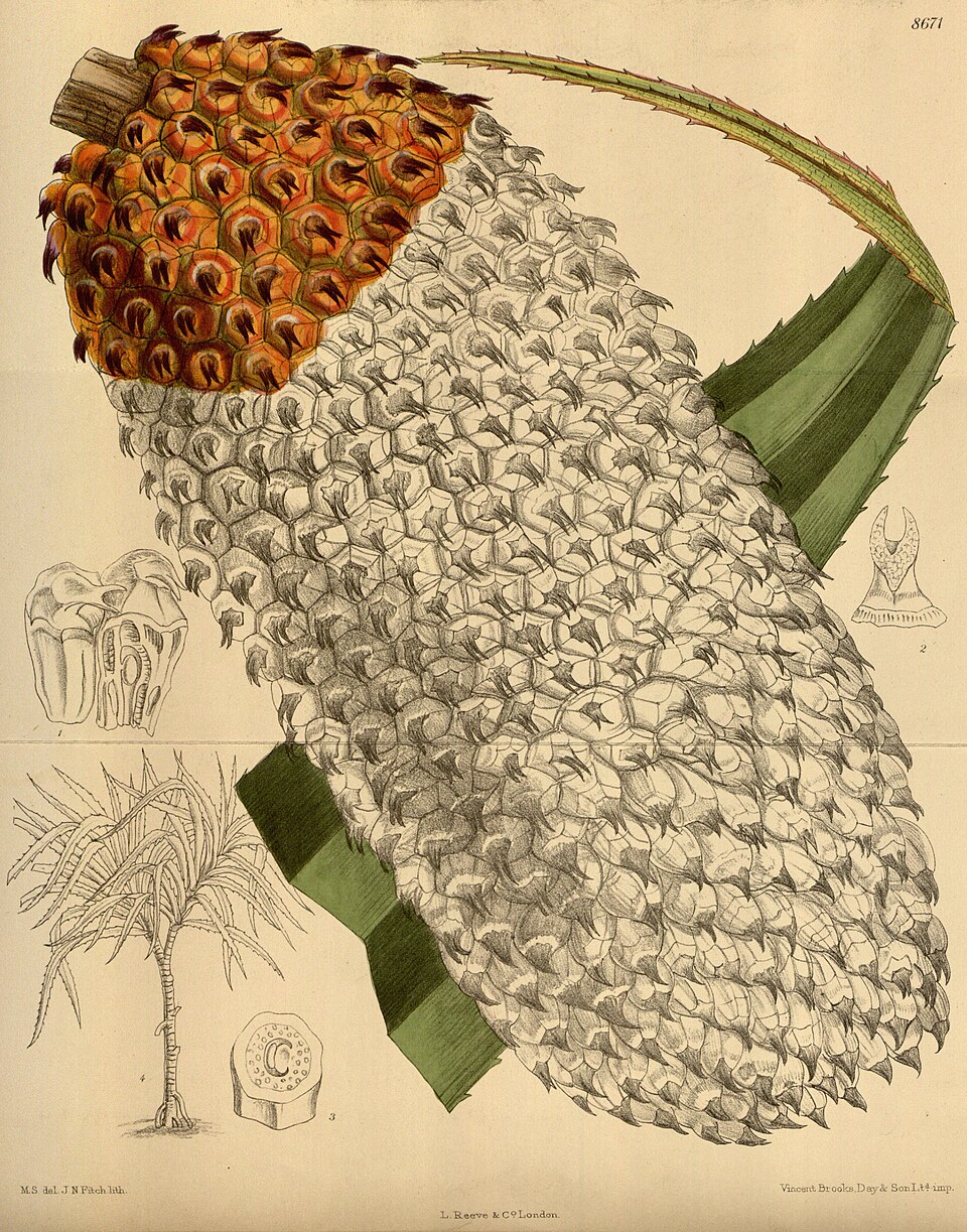 Pandanus furcatus