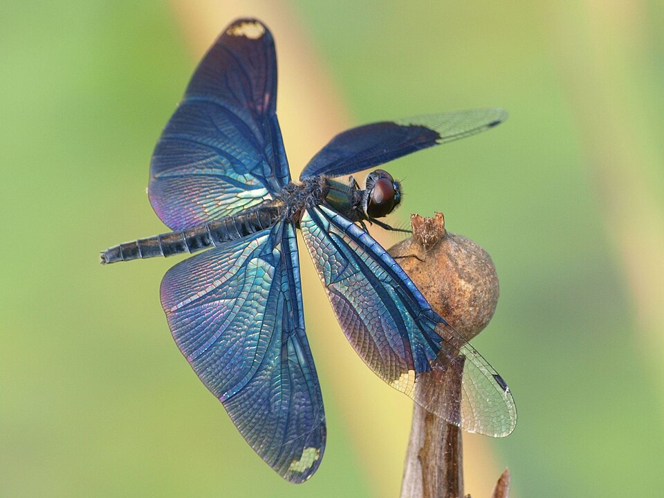 Butterfly Dragonfly