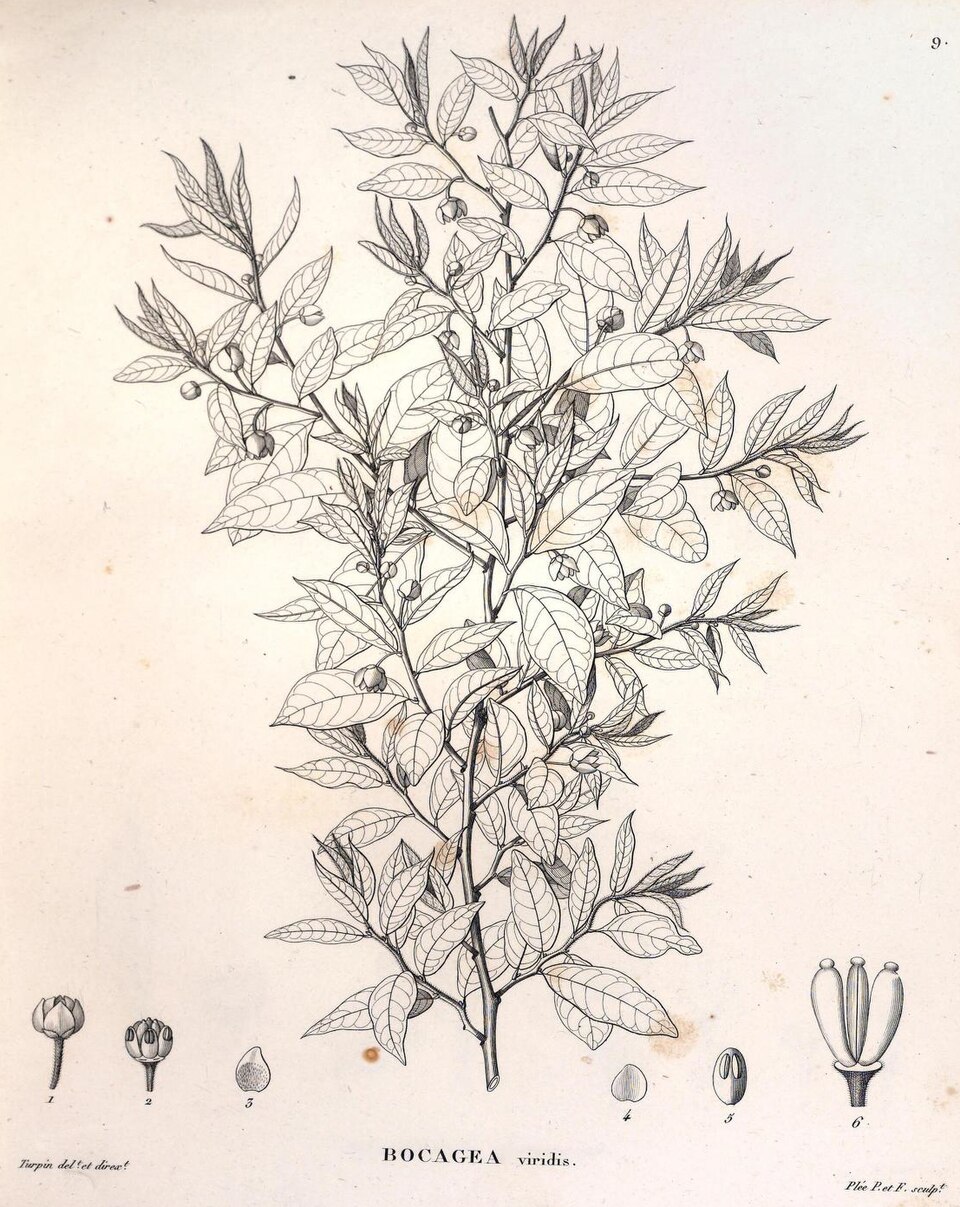 Bocagea