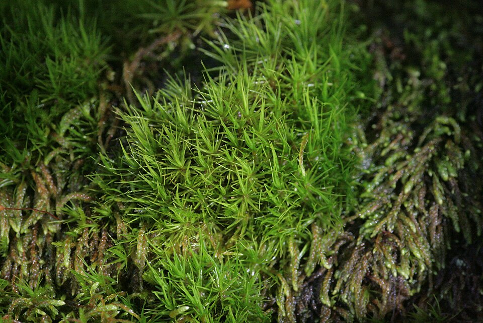Dicranum viride