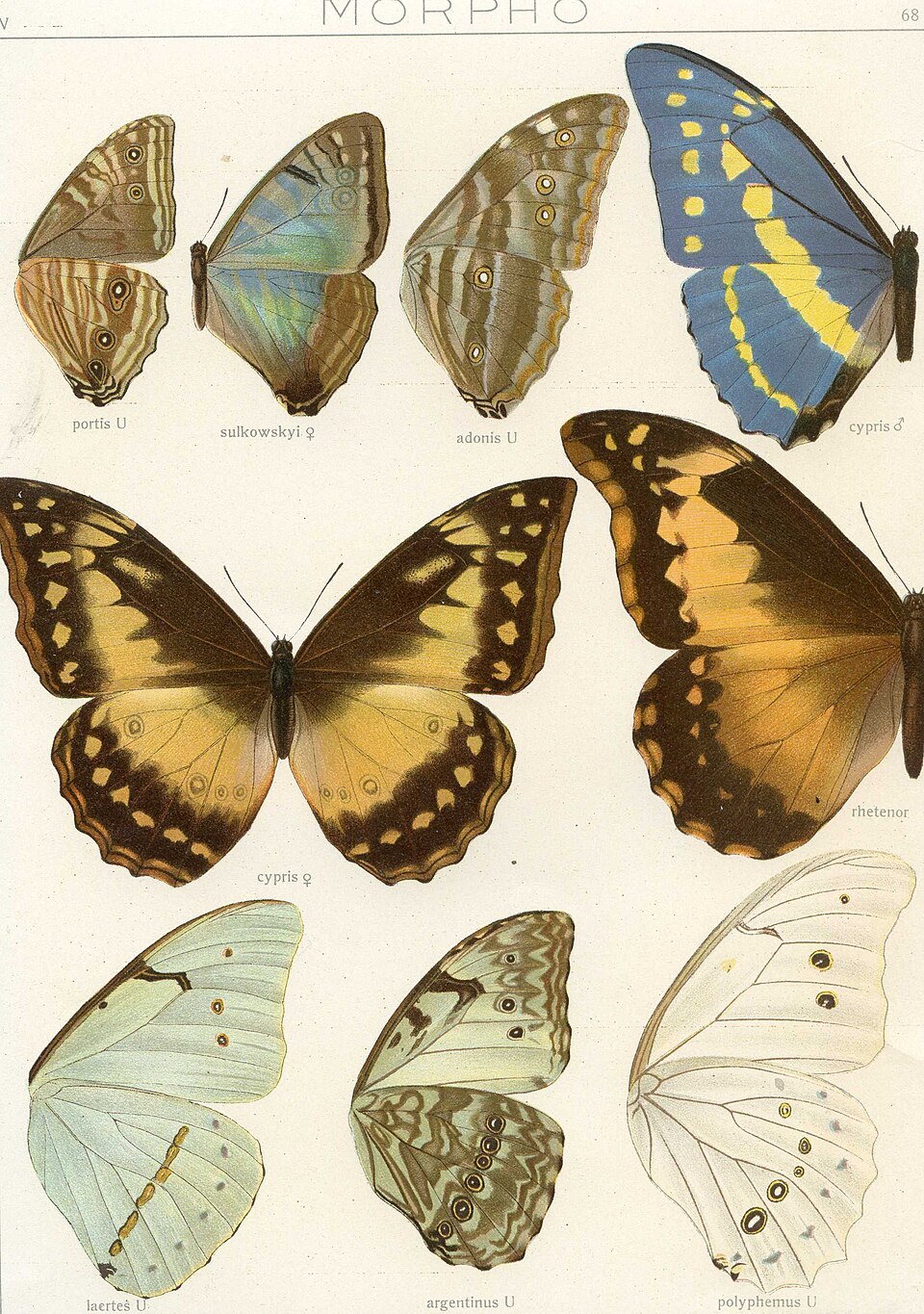 Morpho sulkowskyi