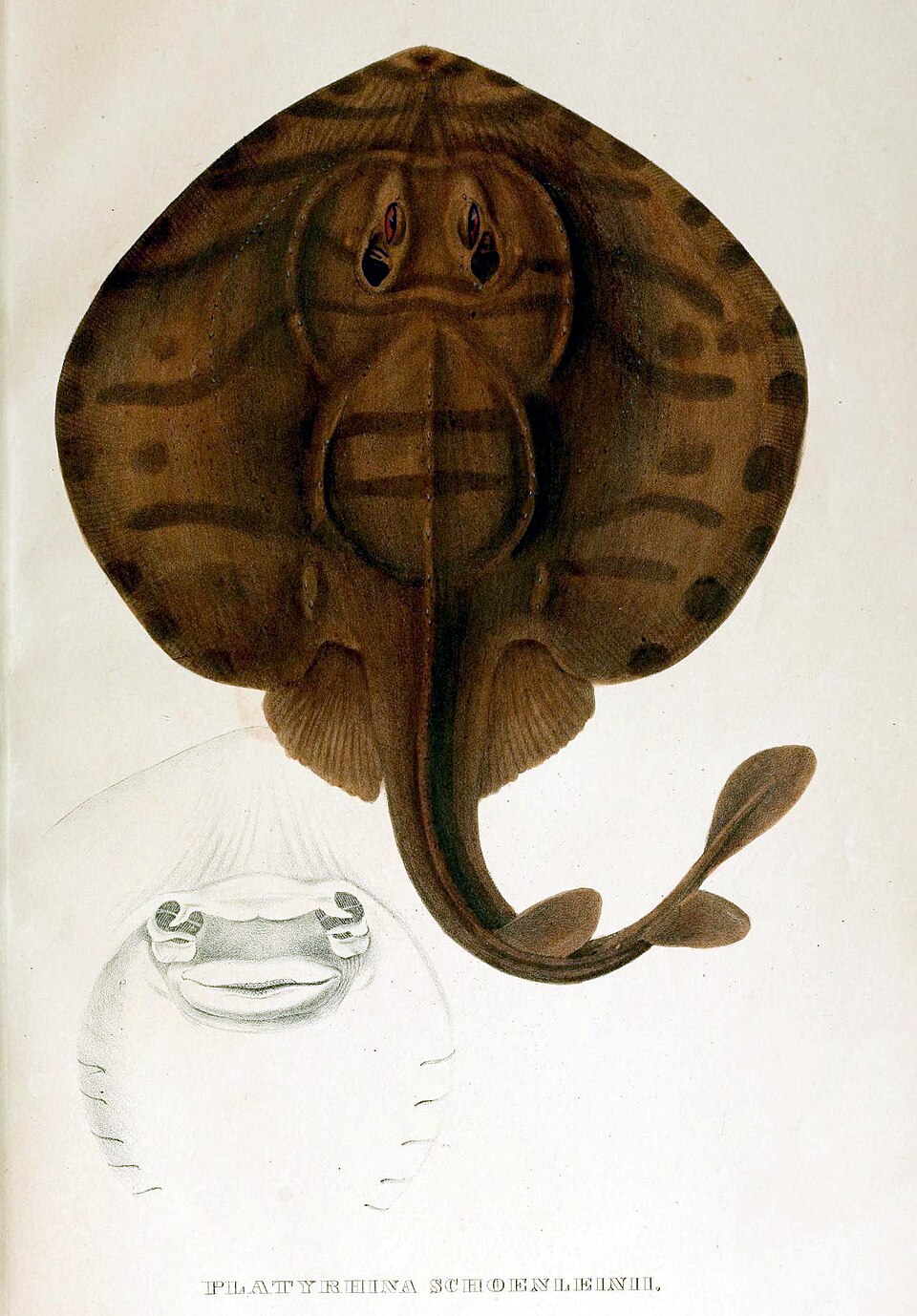 Zanobatus