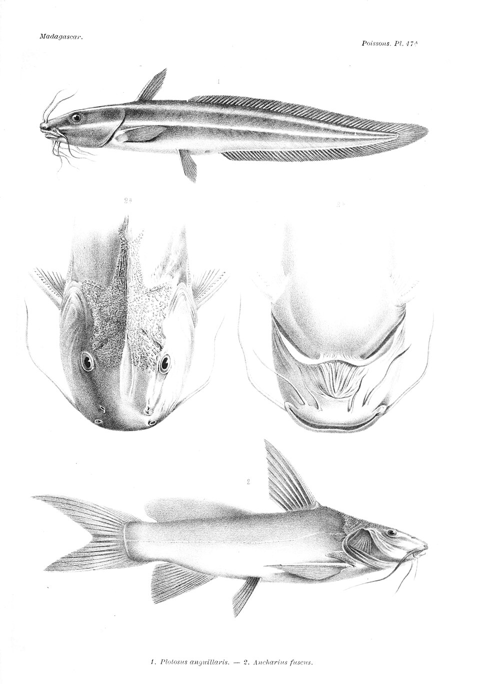 Ancharius fuscus