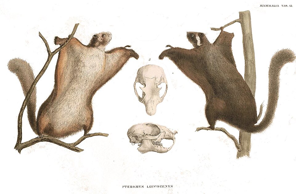 Petaurista