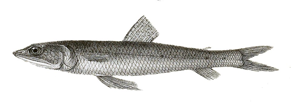 Indian lizardfish