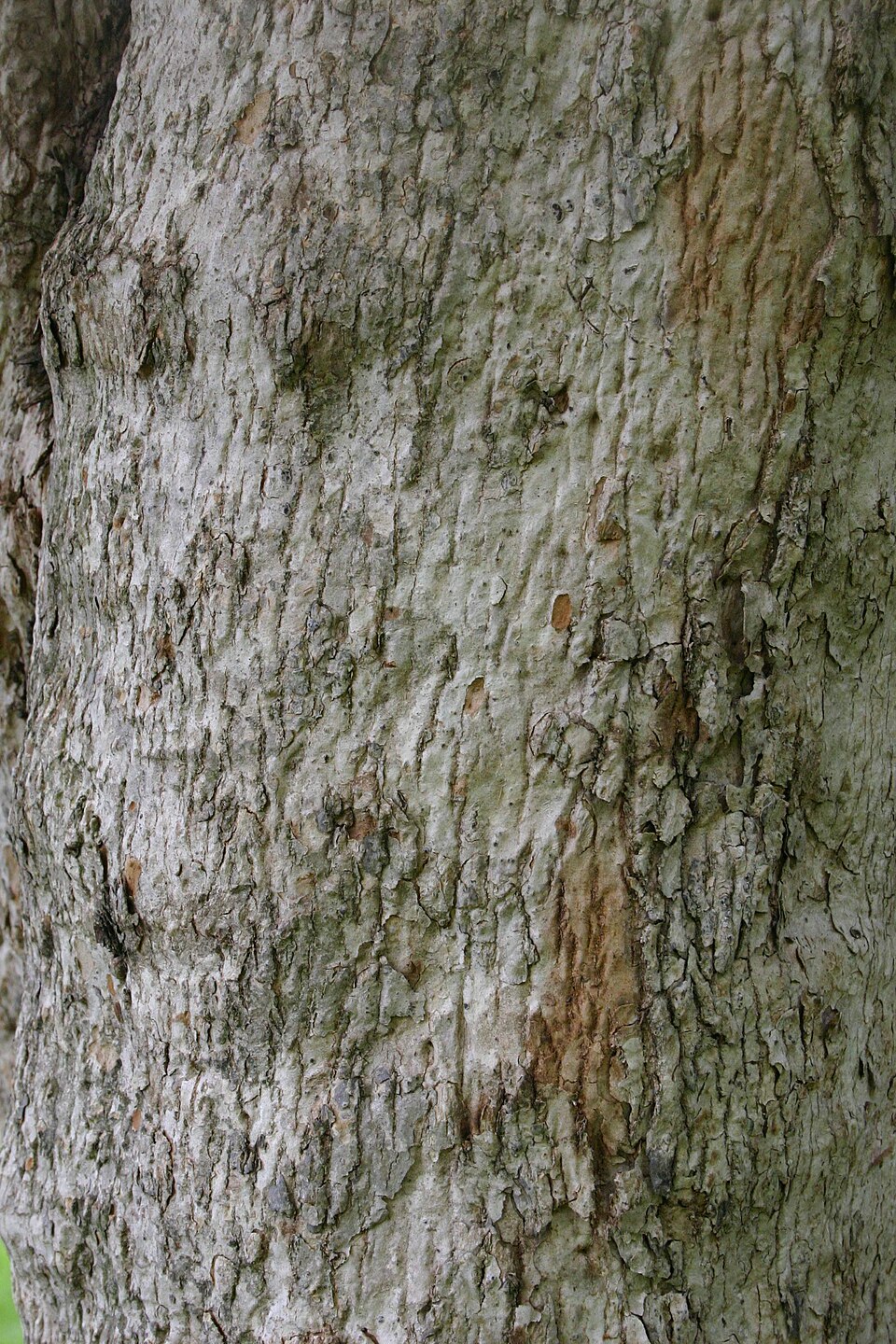 Olinia