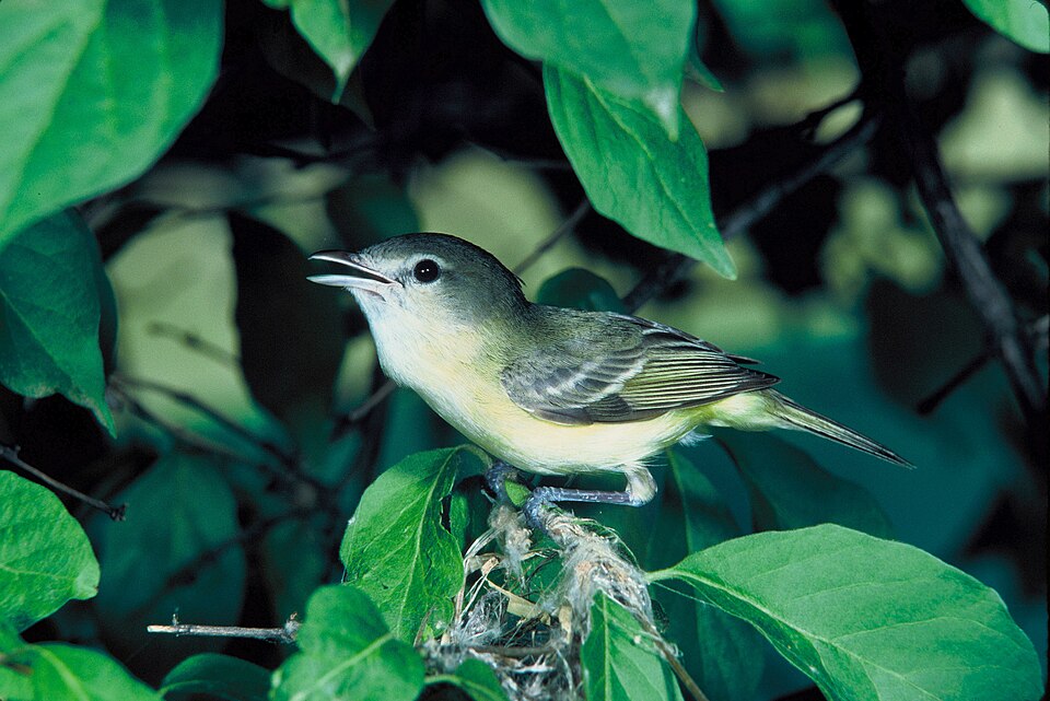 Bell's Vireo