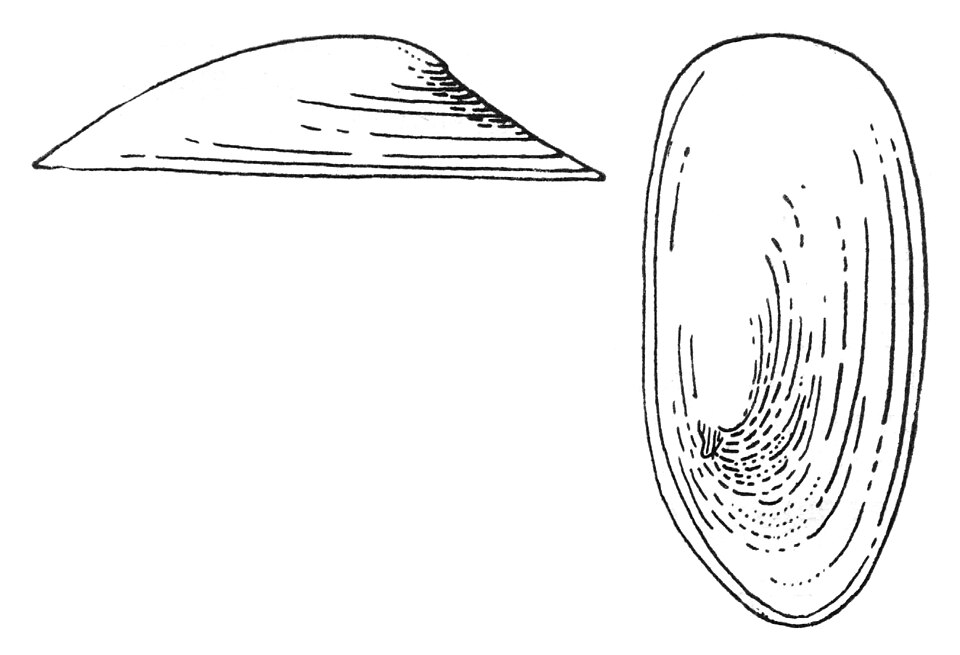 Acroloxidae