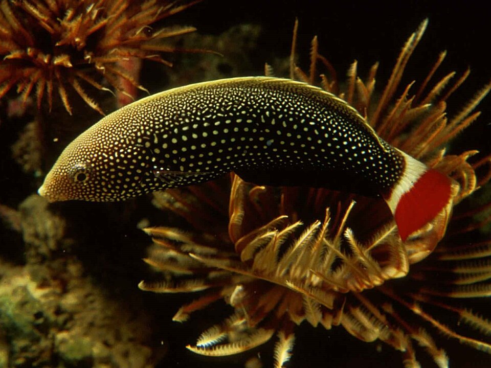 Anampses chrysocephalus
