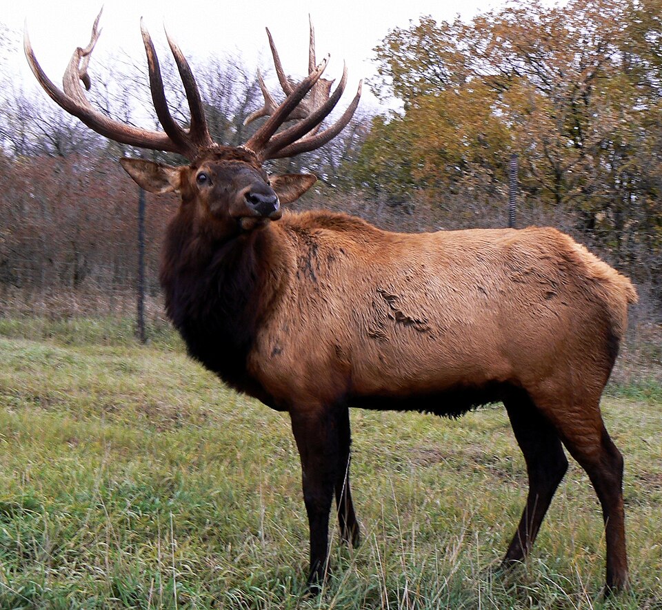 Cervini