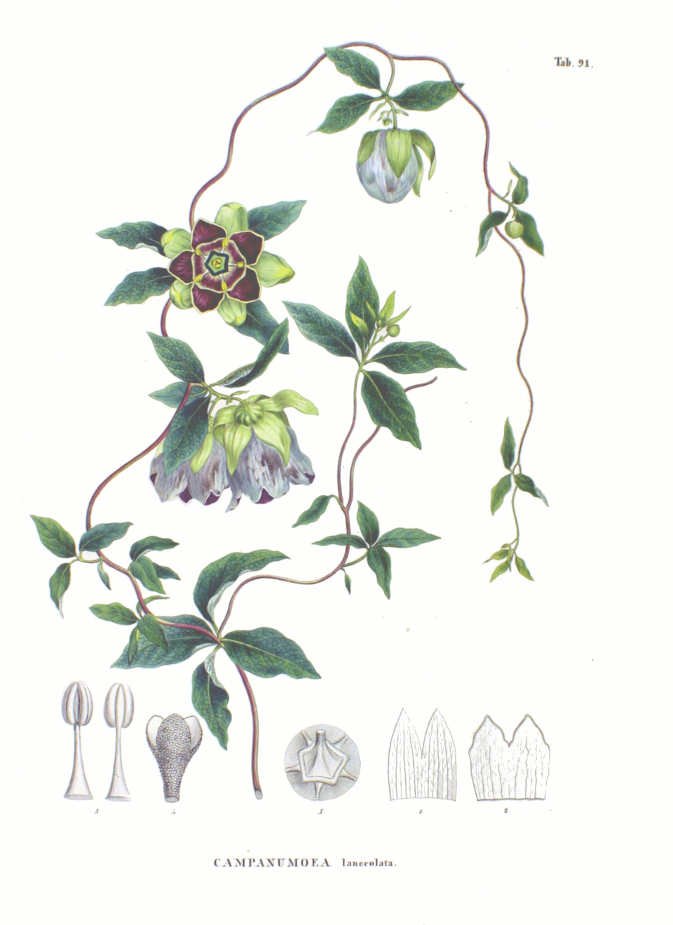 Codonopsis lanceolata
