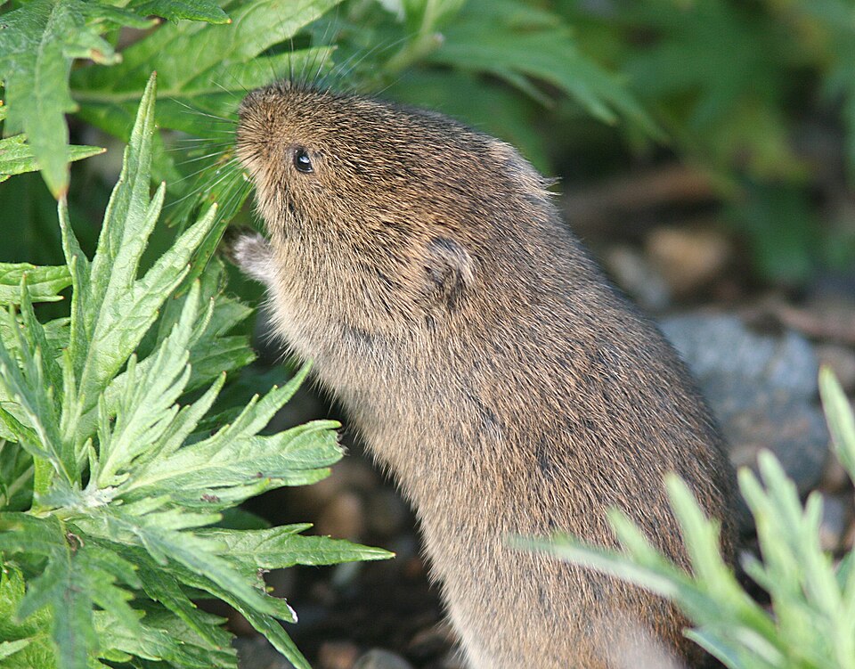 tundra vole