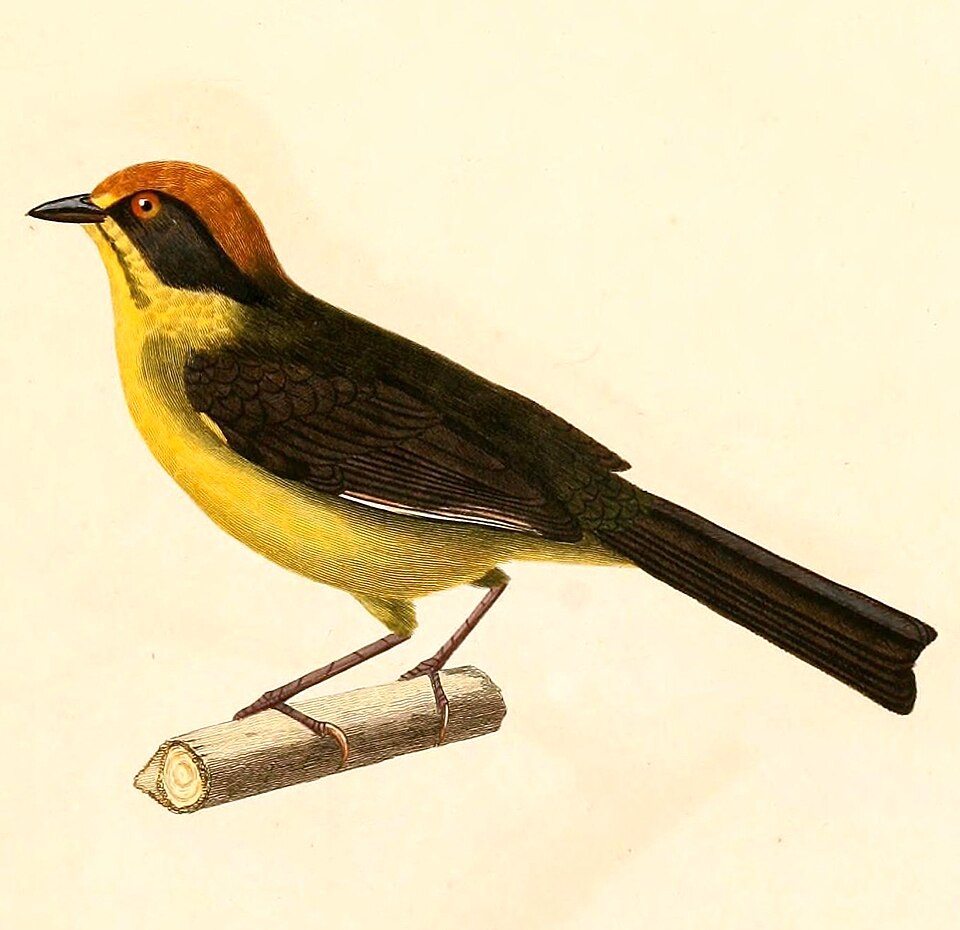 Rufous-naped Brush-finch