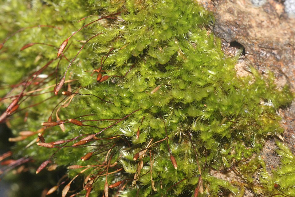 Pylaisia polyantha