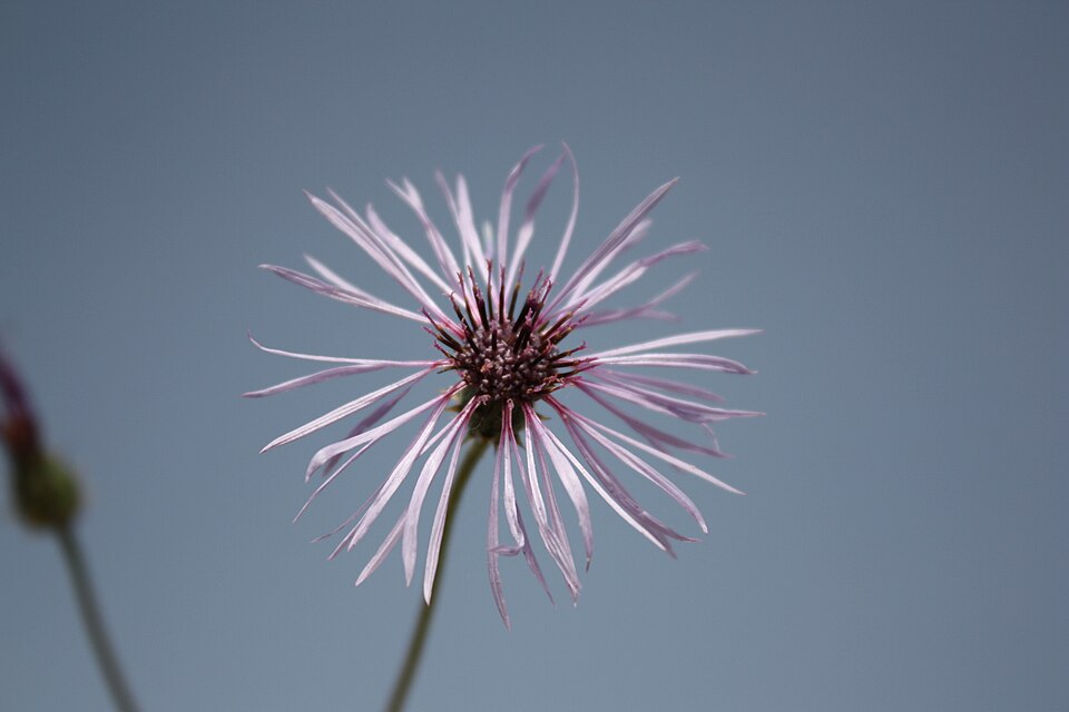 Volutaria