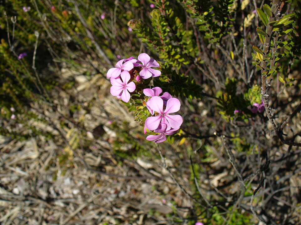 Acmadenia