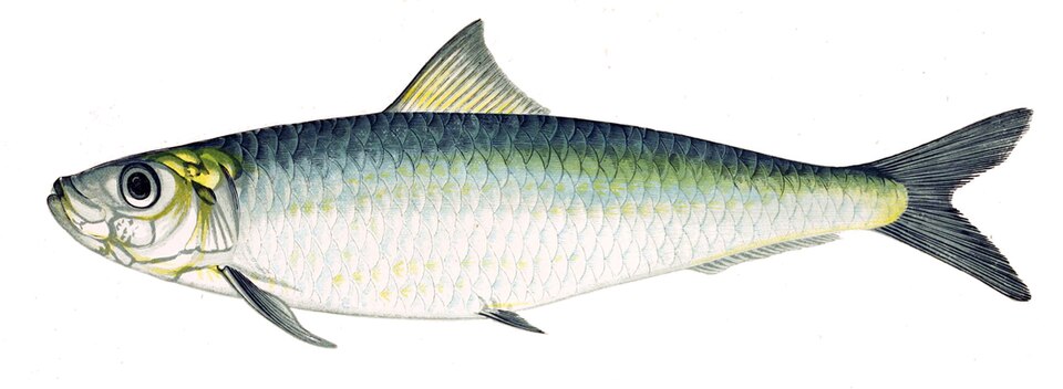 Sardina pilchardus