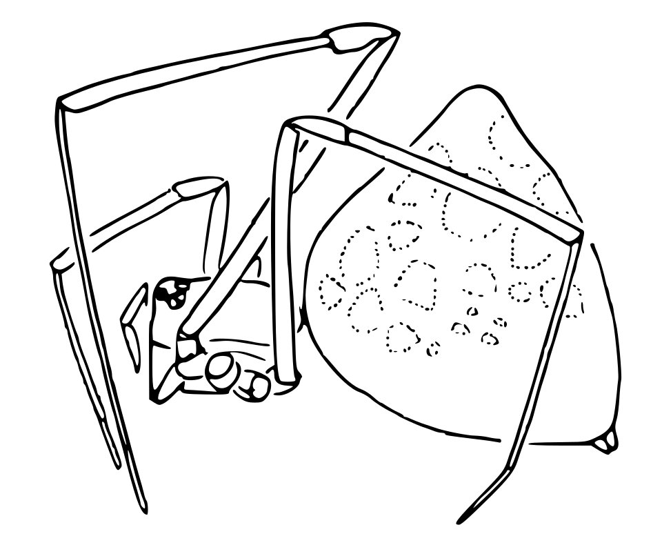 Thwaitesia