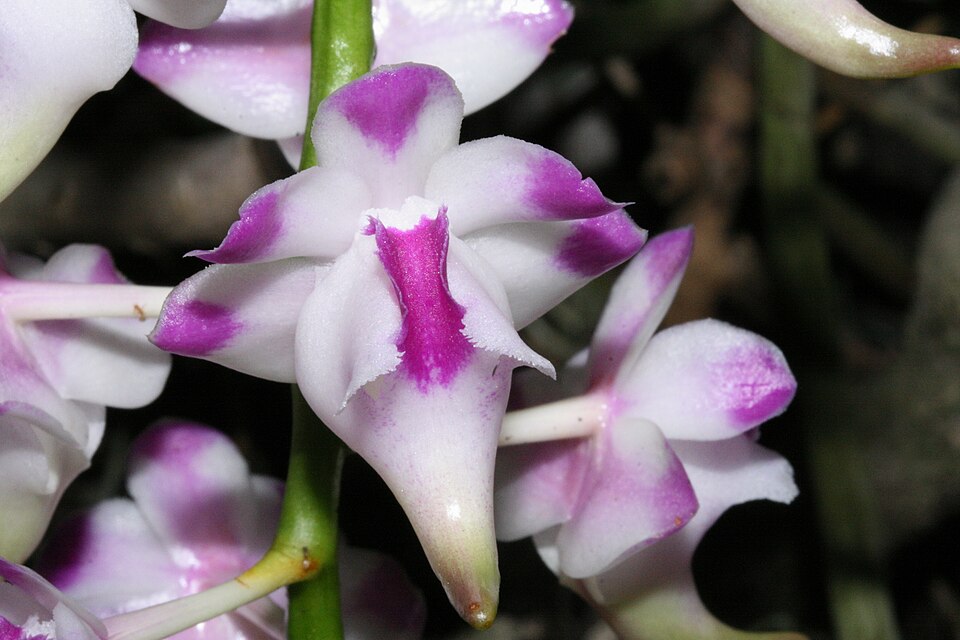 Aerides lawrenceae