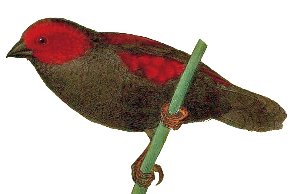 Cryptospiza jacksoni