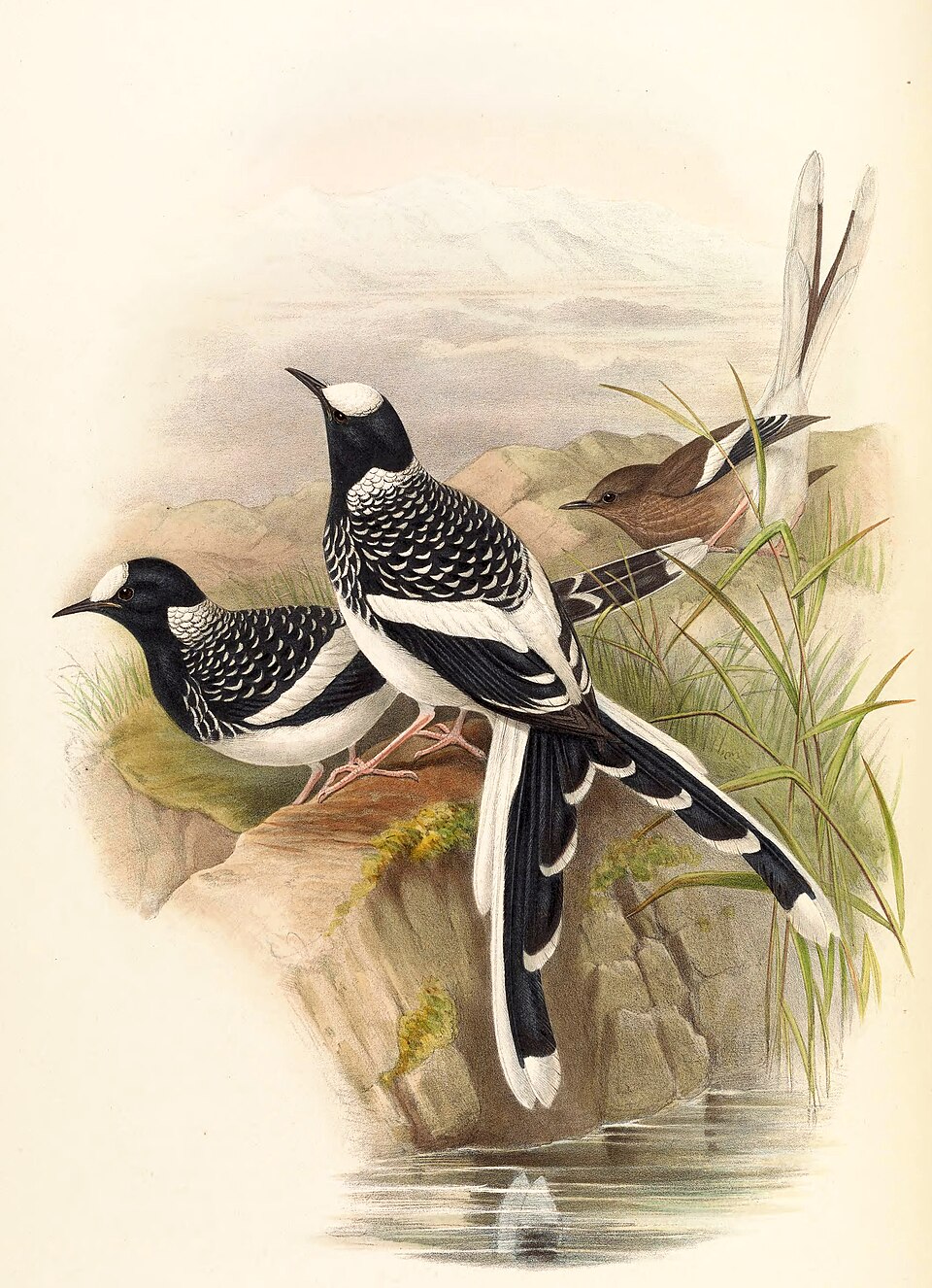 Spotted Forktail