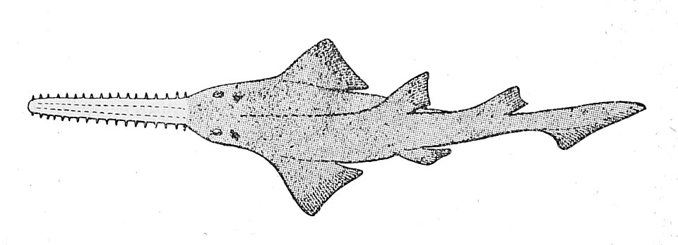 large-tooth sawfish