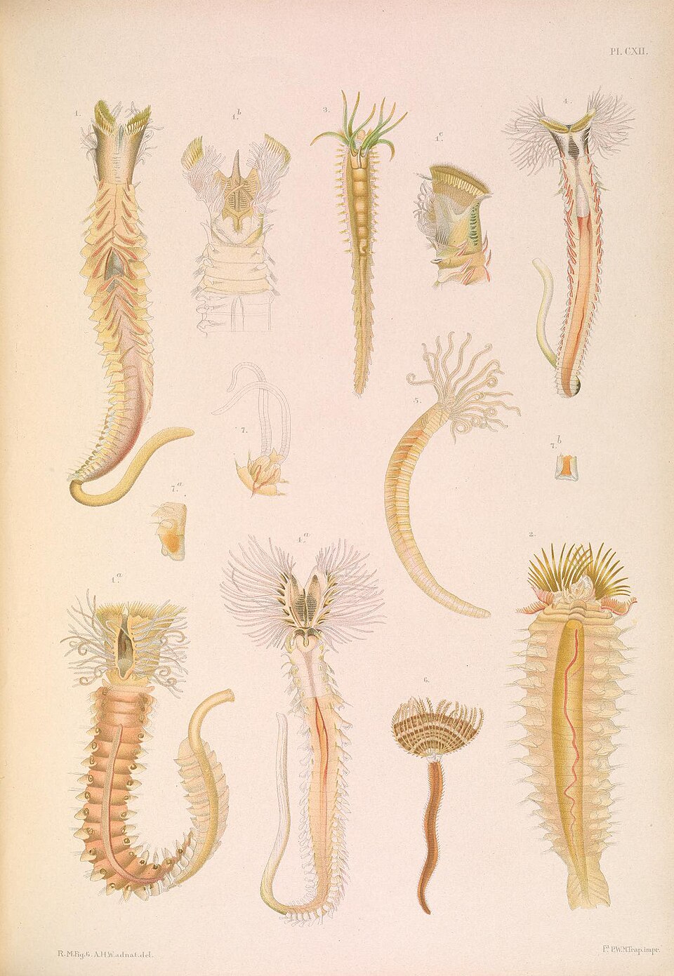 Ampharetidae