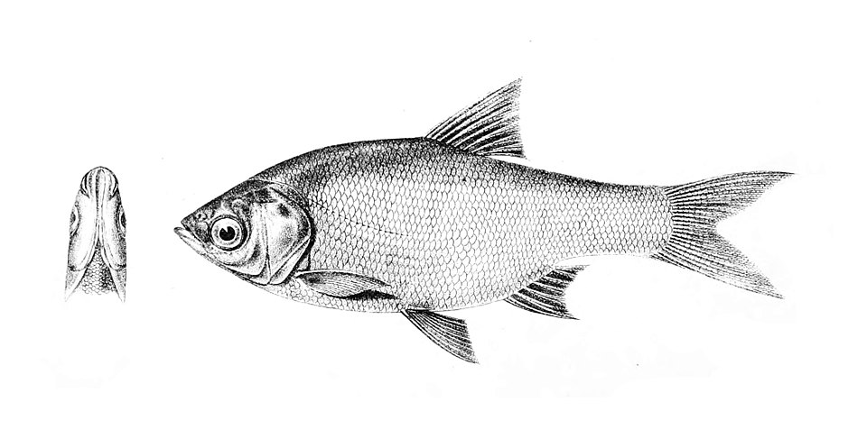 Amblypharyngodon atkinsonii