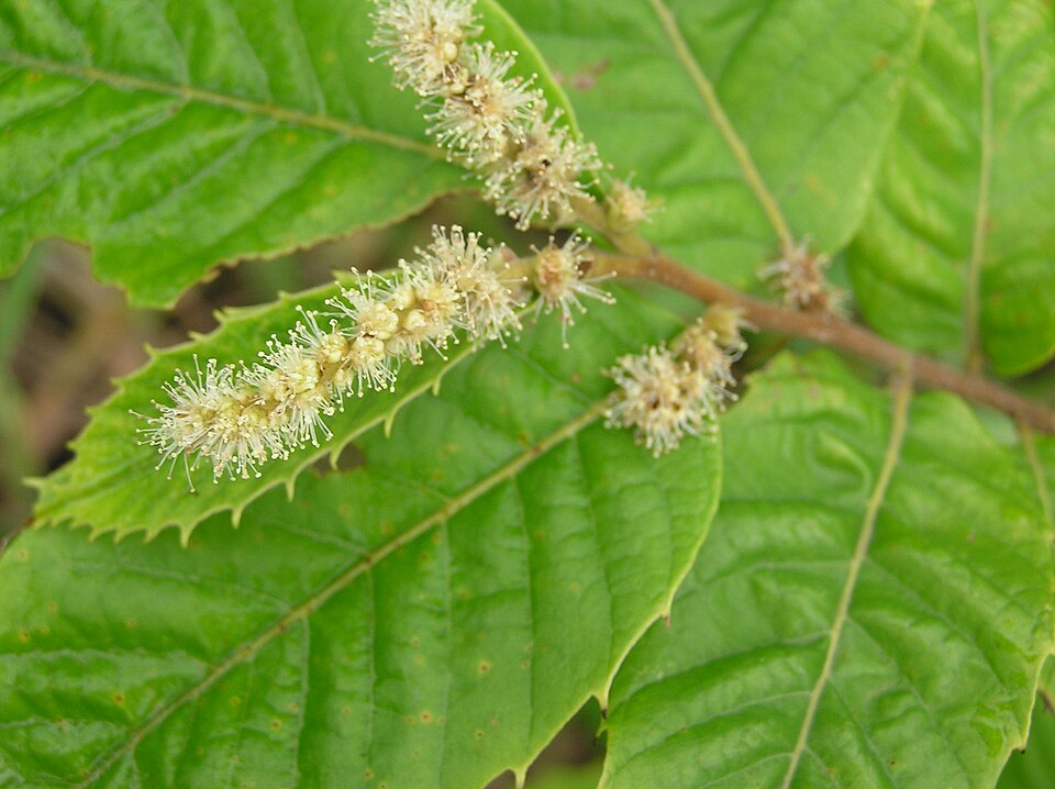 Castanea seguinii