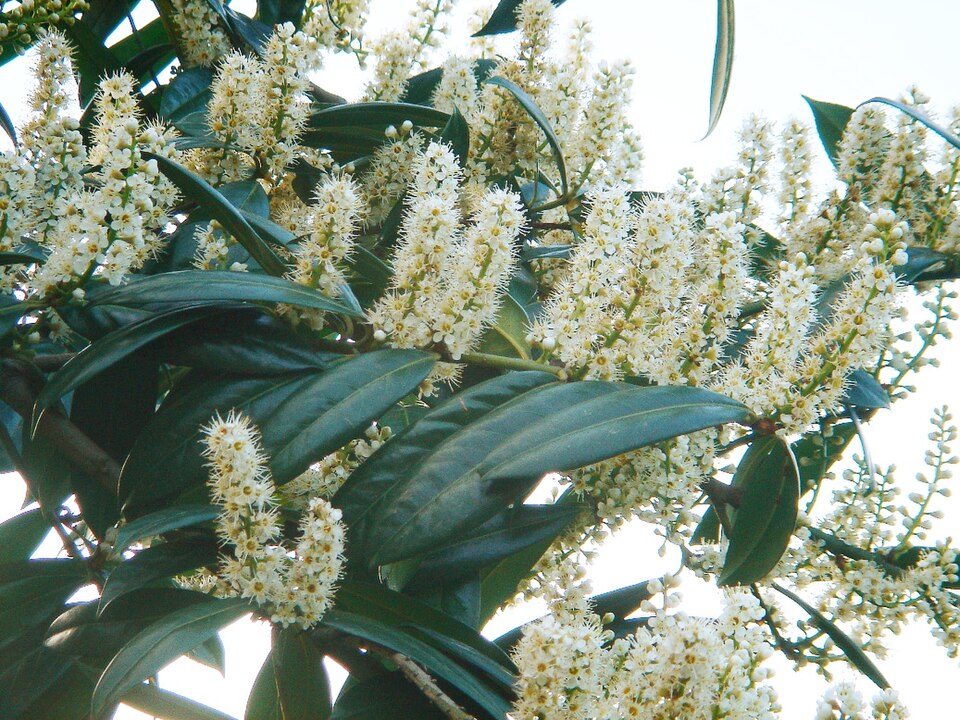 Prunus laurocerasus