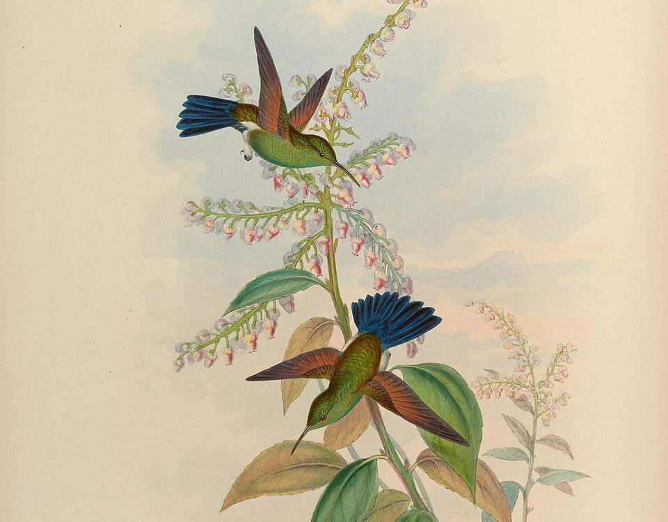 Amazilia cyanura