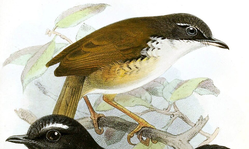 Napothera pasquieri
