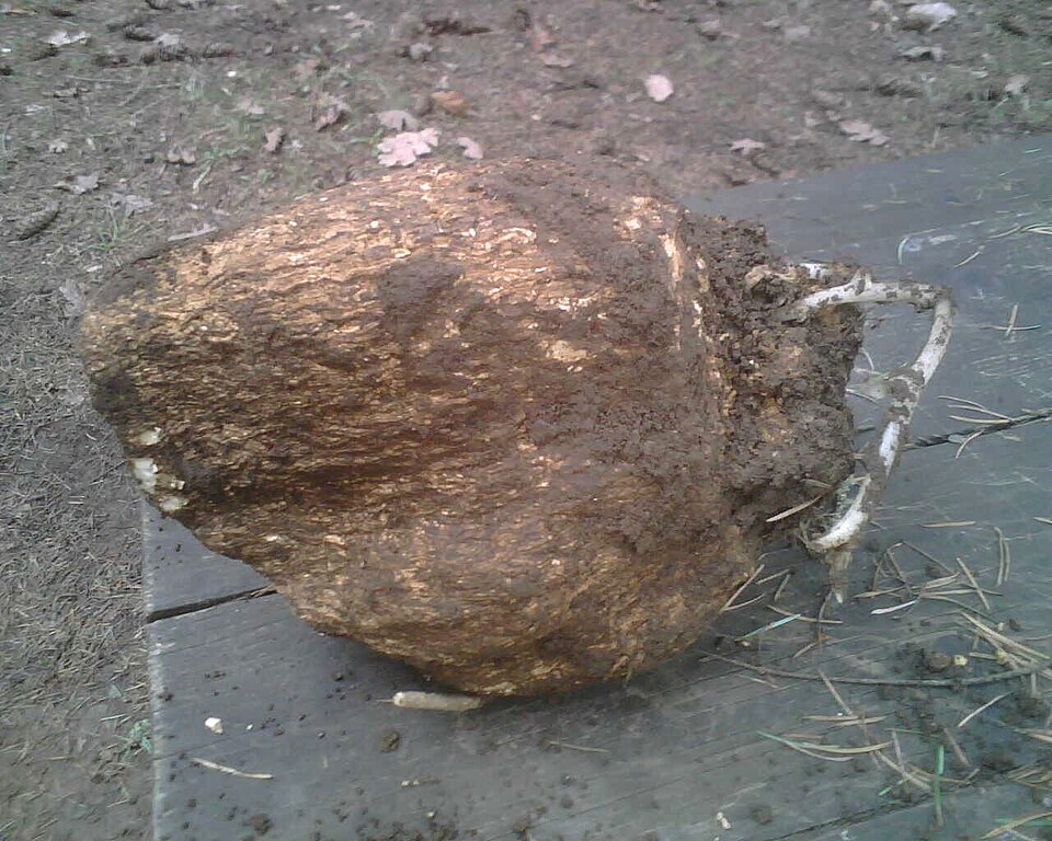 Wolfiporia extensa
