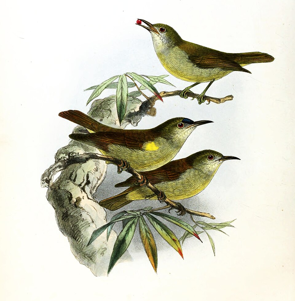 Plain Sunbird