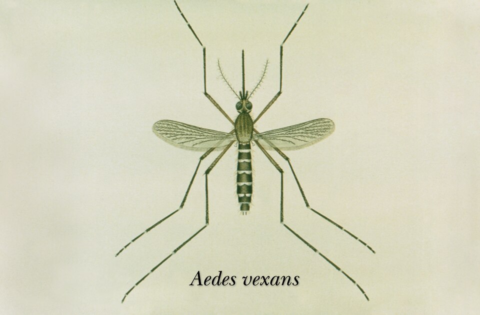 Aedes vexans