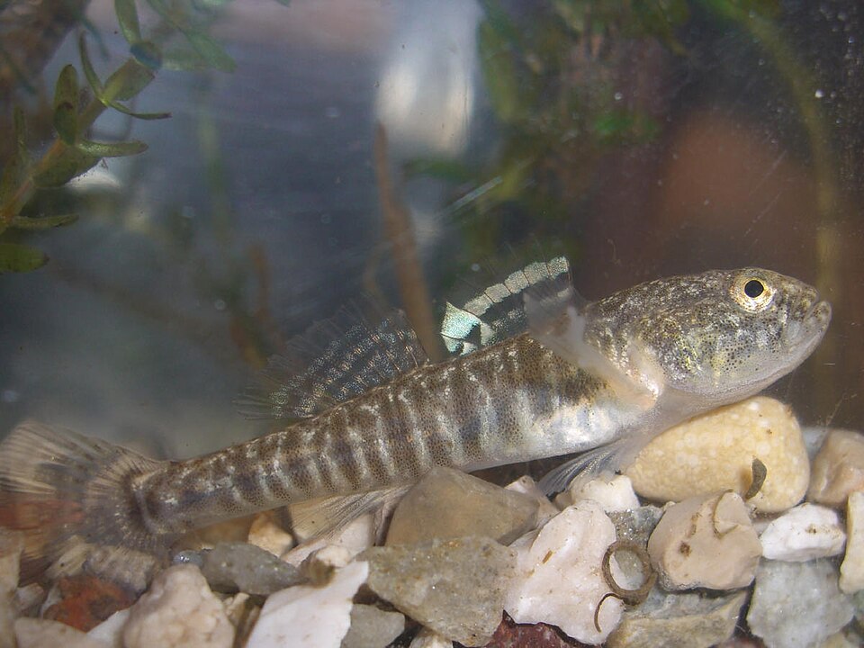 Italian spring goby