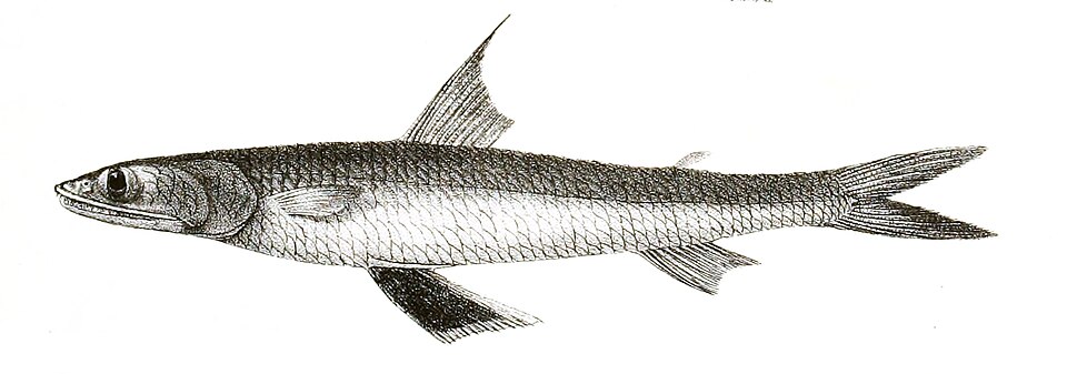 Greater lizardfish