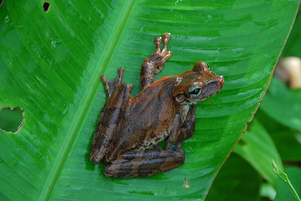 Manaus slender-legged tree frog