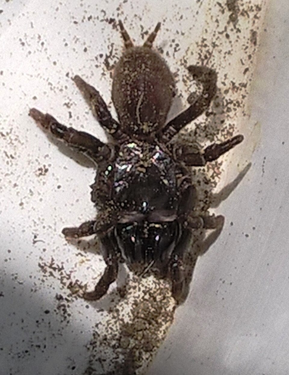 Atypus muralis