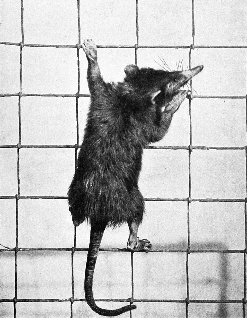Cuban solenodon