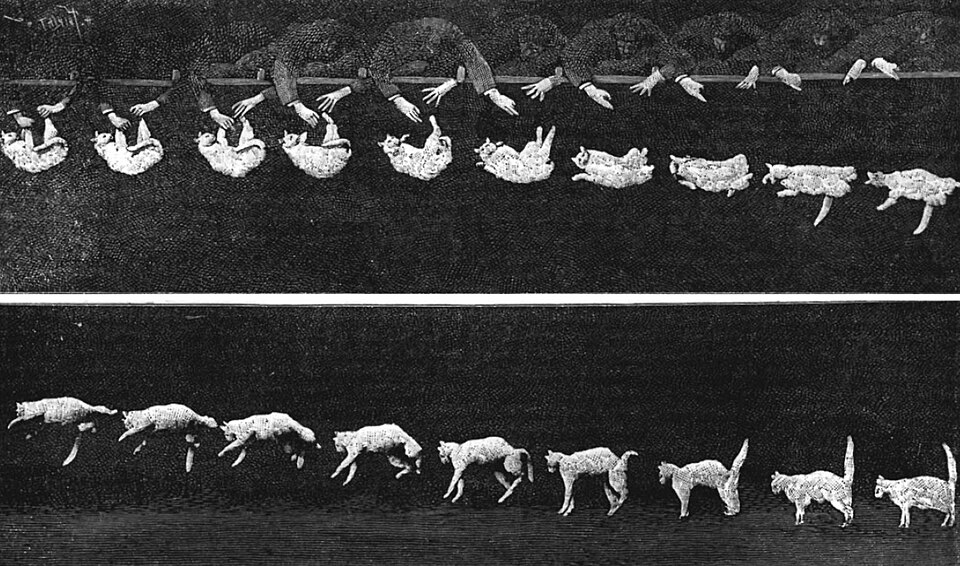 cat righting reflex