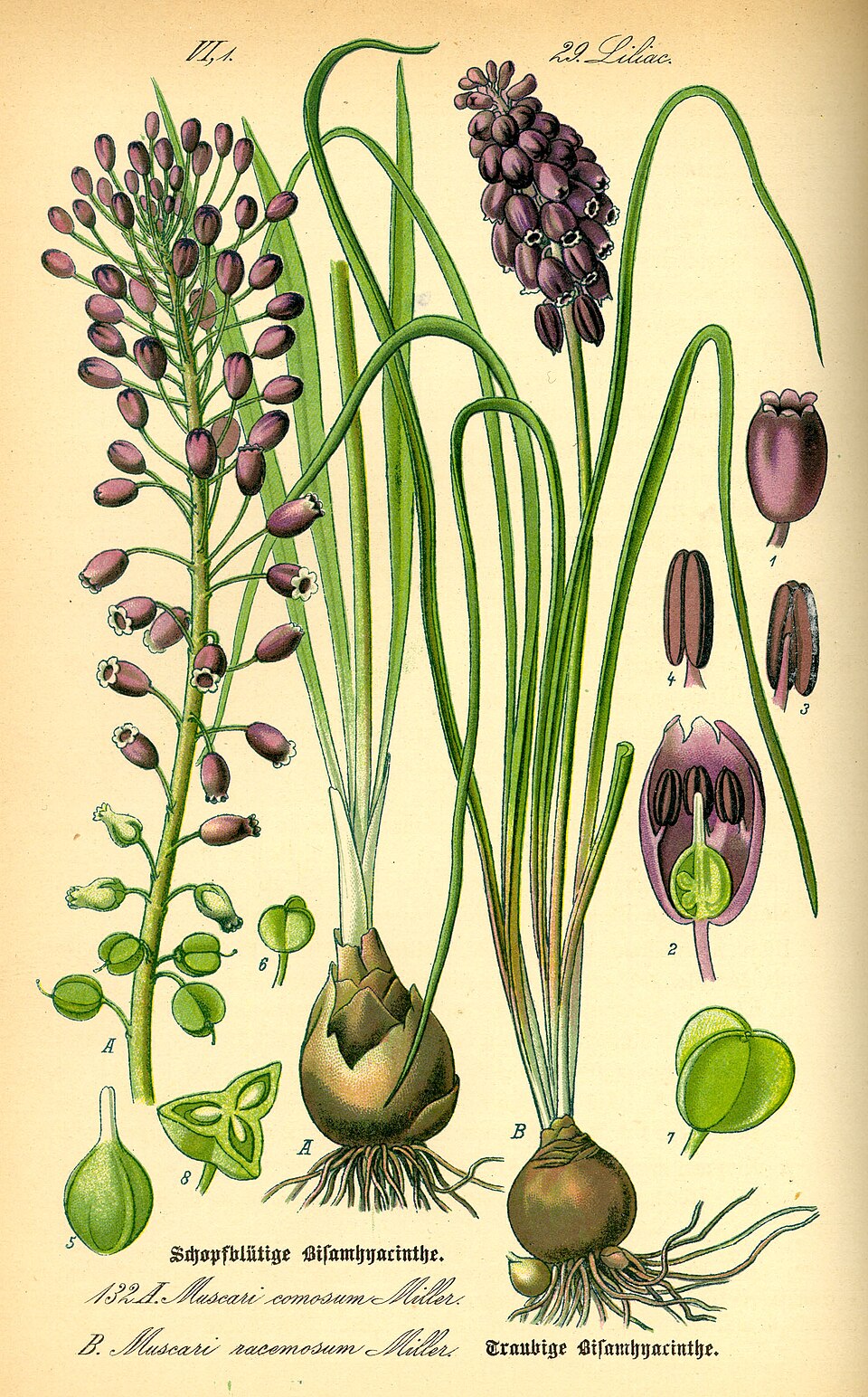 Scilloideae