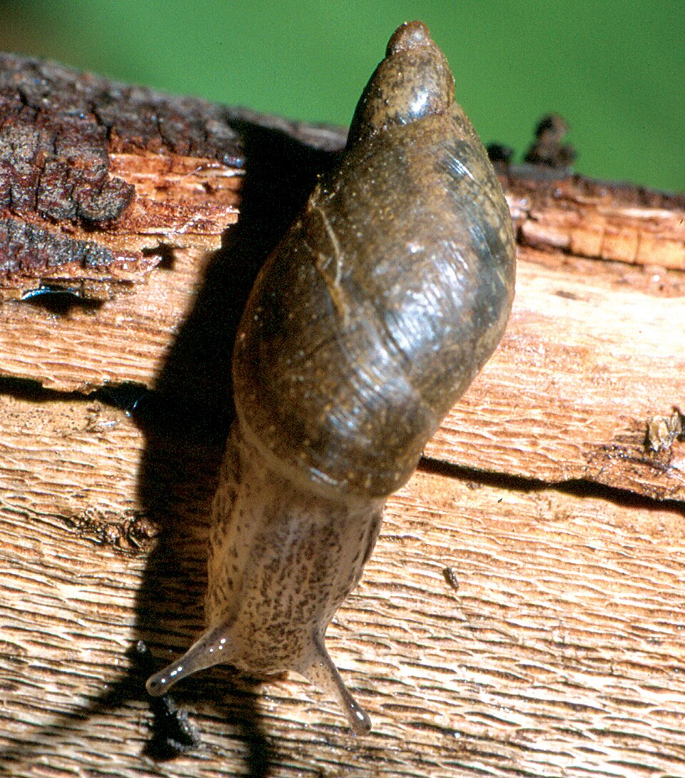 Succineidae