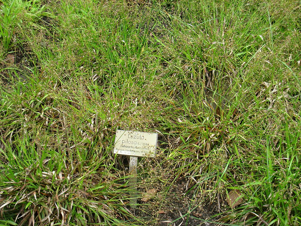 Luzula pilosa